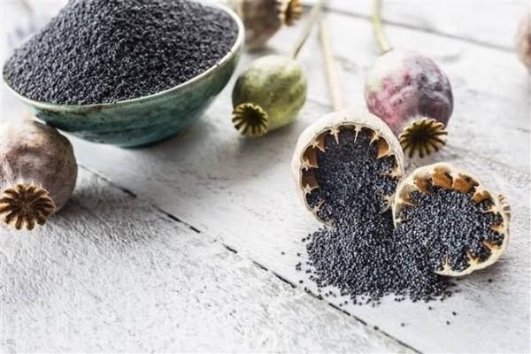 Blue Poppy Seed – Turkey Dalal | Your agent in Turkey